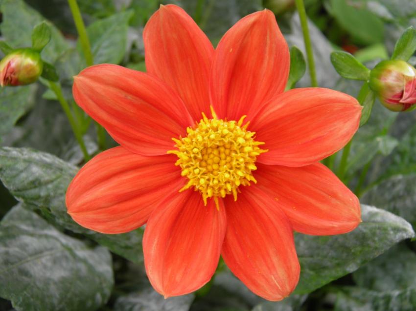 fleurs