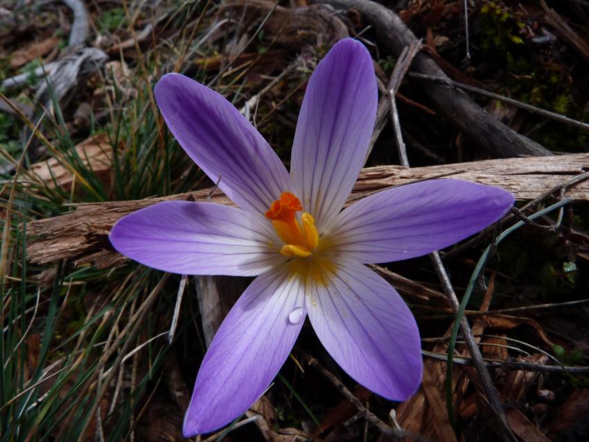 Crocus 2014