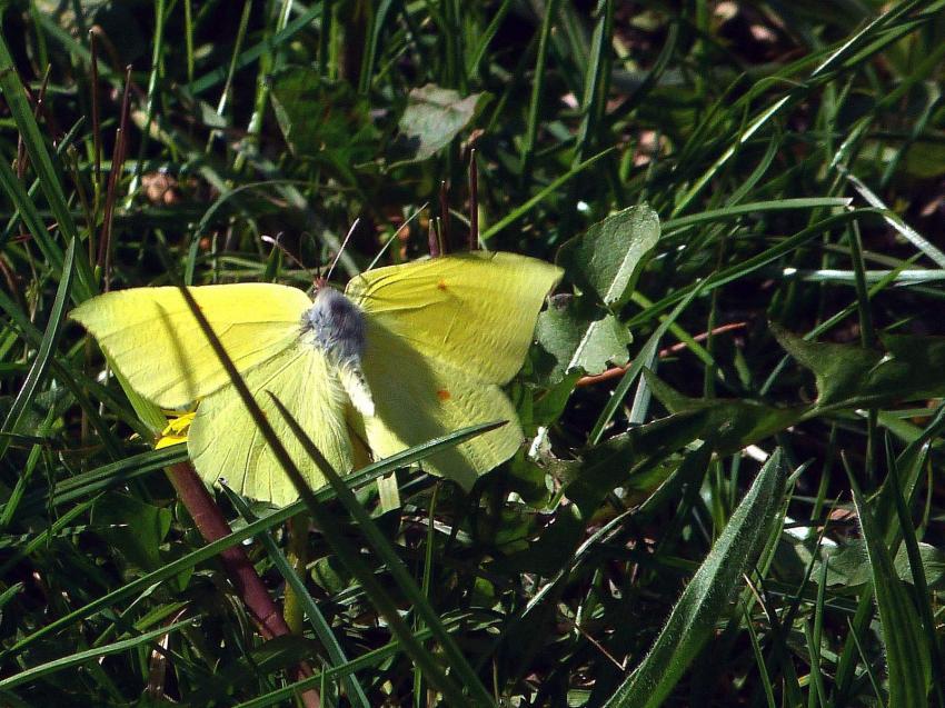 Le citron de Provence 