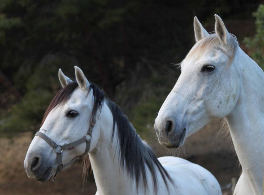 Couple de chevaux