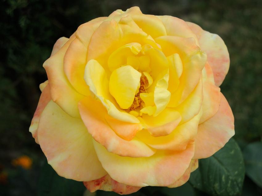 Rose jaune