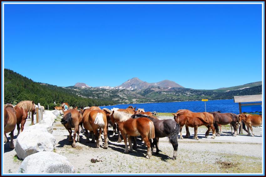 Chevaux au lac de Bouillouses (66)