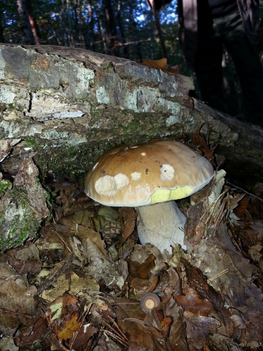 champignons