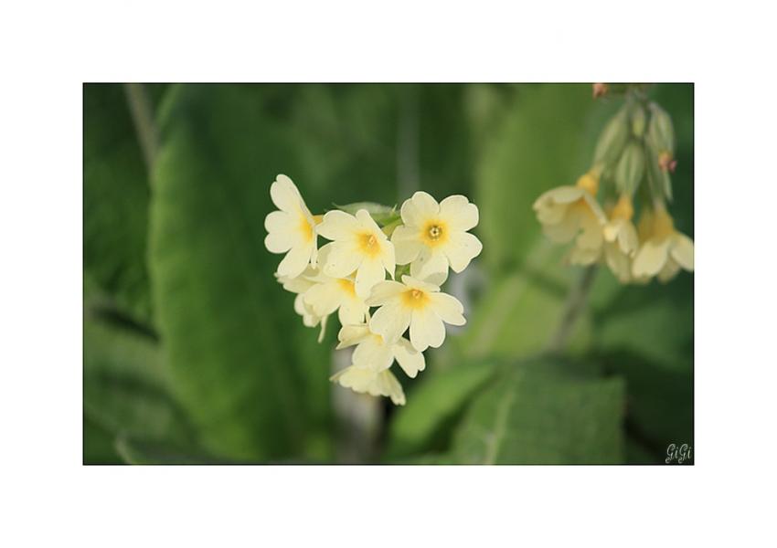 Petite fleur.