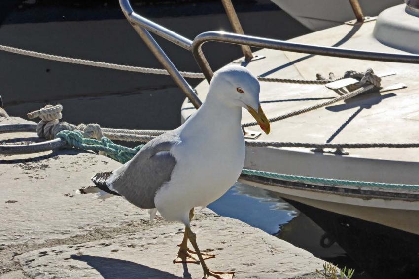 L'amie mouette