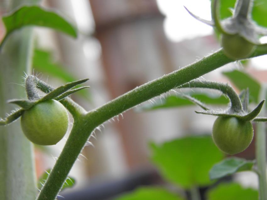 tomates cerises