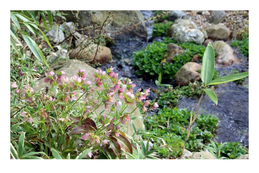 Petites fleurs printanires.