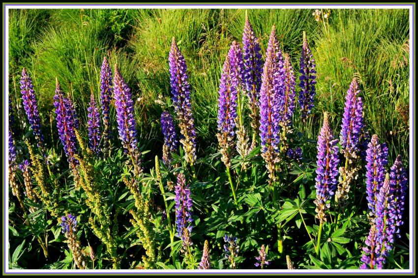 Fleurs des montagnes