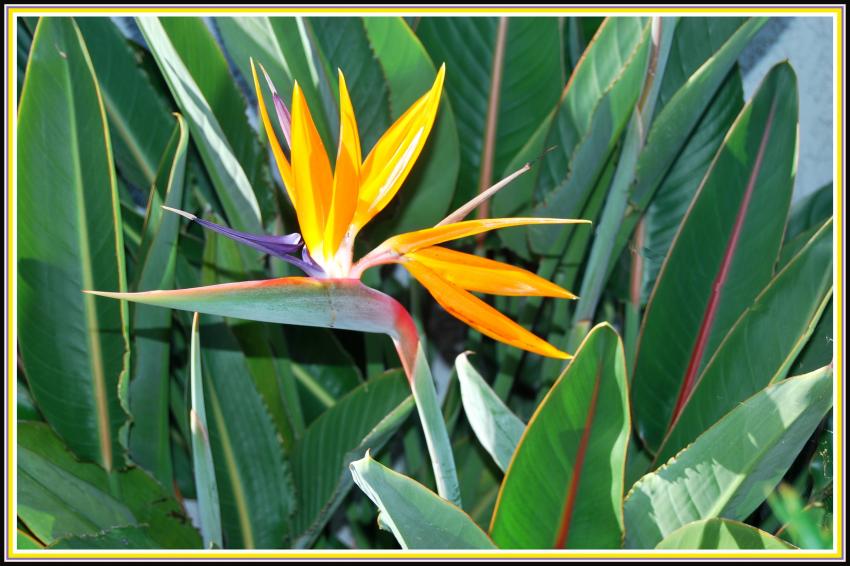 Strelitzia ou Oiseau du paradis