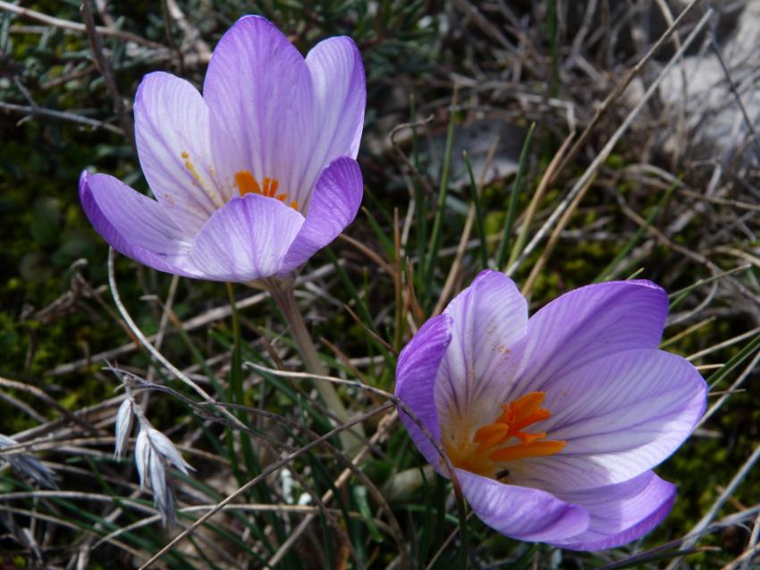 Crocus sauvages ( au pied du Mt Ventoux )