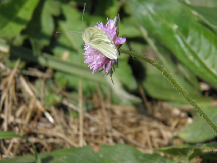 papillons