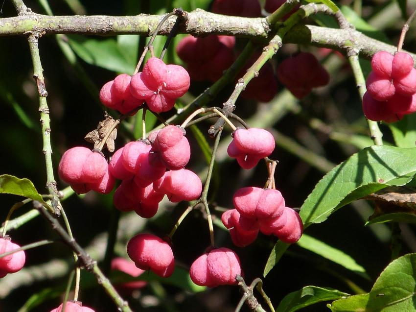 Fleurs du fusain 