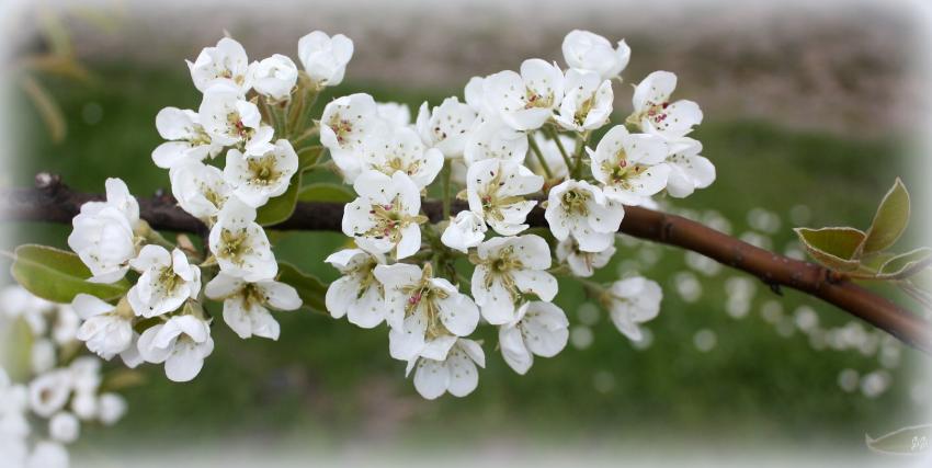 Blanc printemps