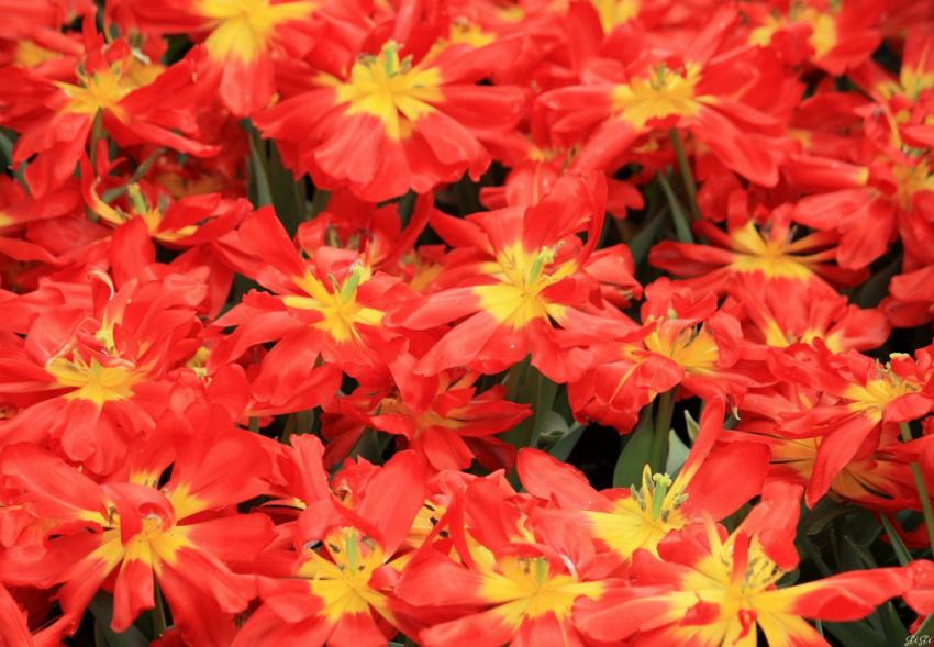 Symphonie florale