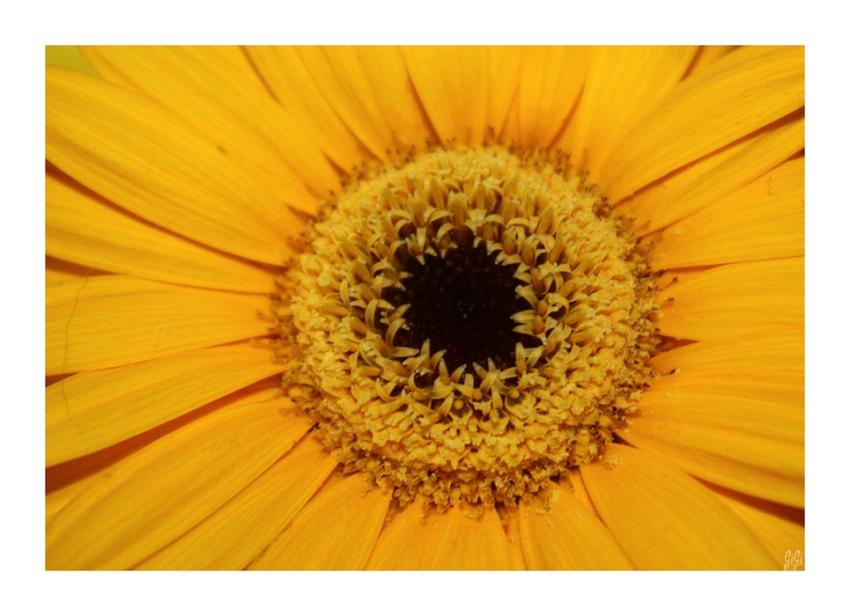 Coeur de soleil