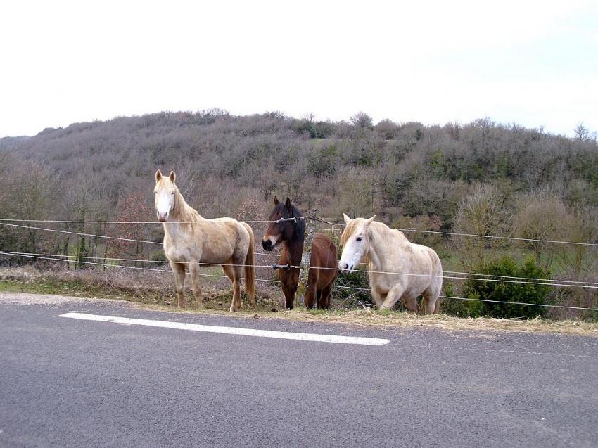 3 cheveaux au bord de la route