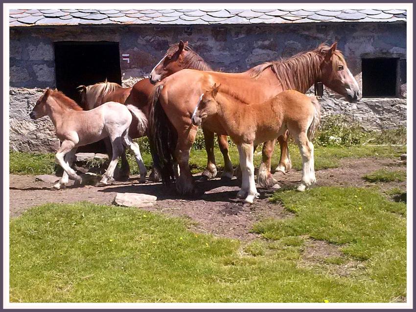 Chevaux au lac de la Pradella (66)