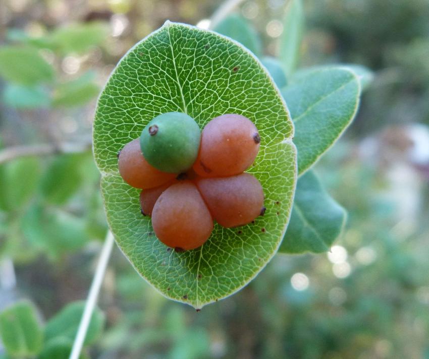 Fruits du chevrefeuille sauvage 