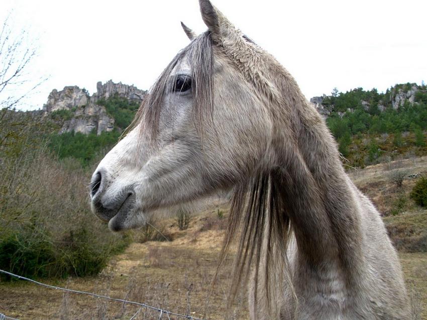 cheval dans champ