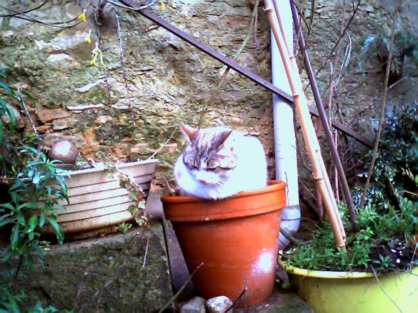 le chat dans  un pot dans la un  village