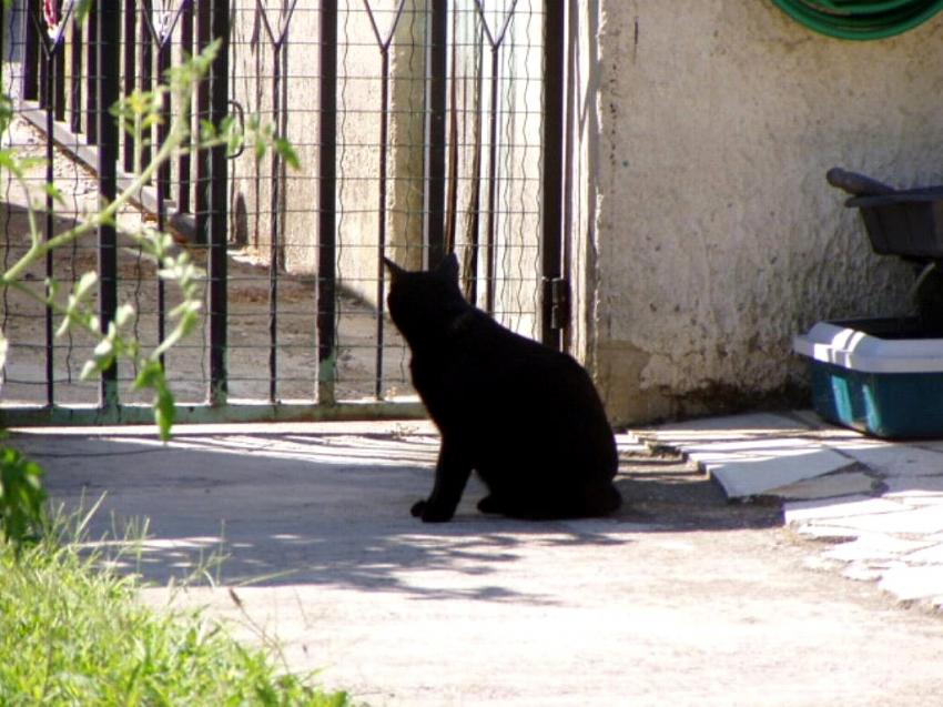 mon chat dans  mon jardin