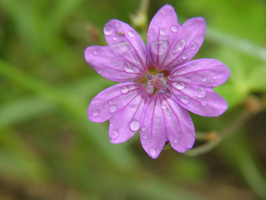 fleurs