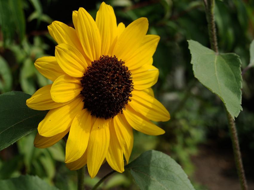 Rudbeckie hrisse