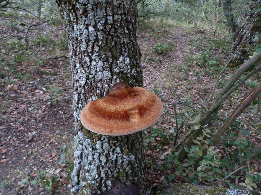 Champignon lignicole