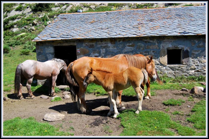 Chevaux au lac de la Pradella (66)