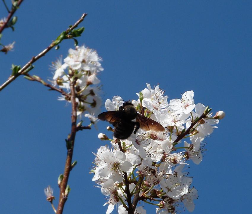 Xylocopa iris