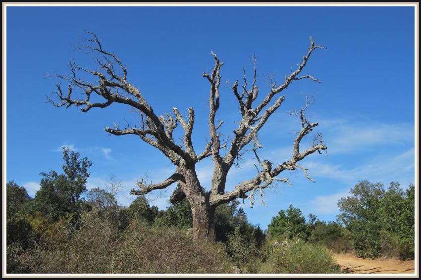 Arbre mort