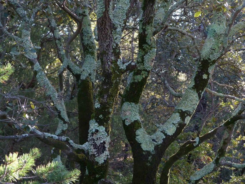 Lichen sur des chnes verts  