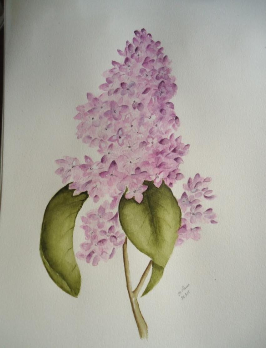 grappe de lilas