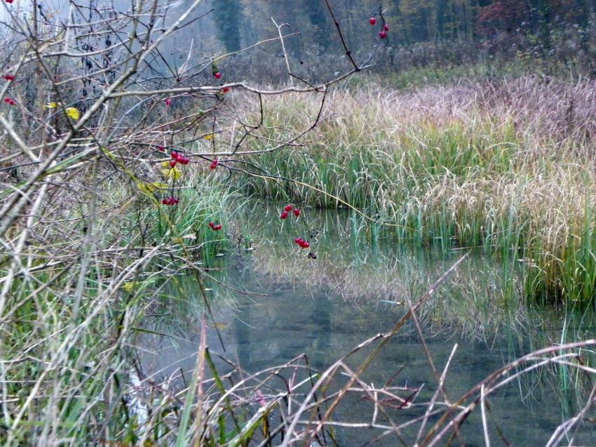 Quelques baies rouges au dessus de l'eau.