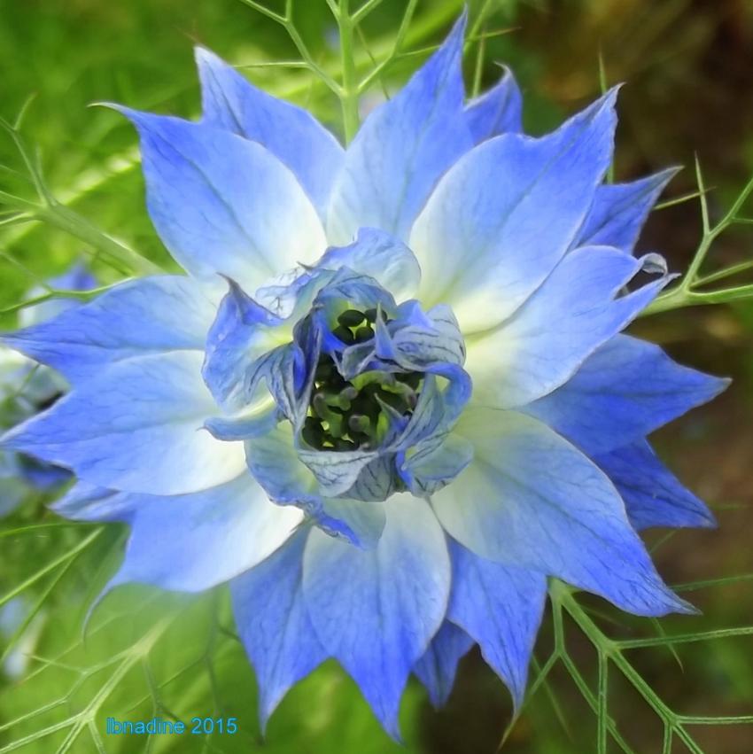 fleur bleue...