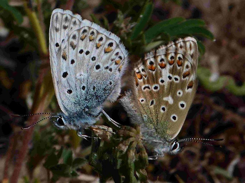 Papillons argus 