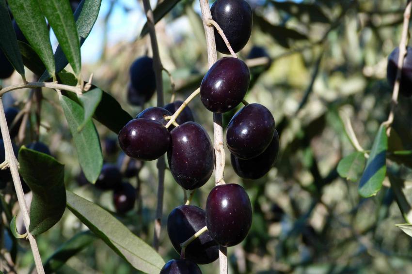 Olives de Nyons 