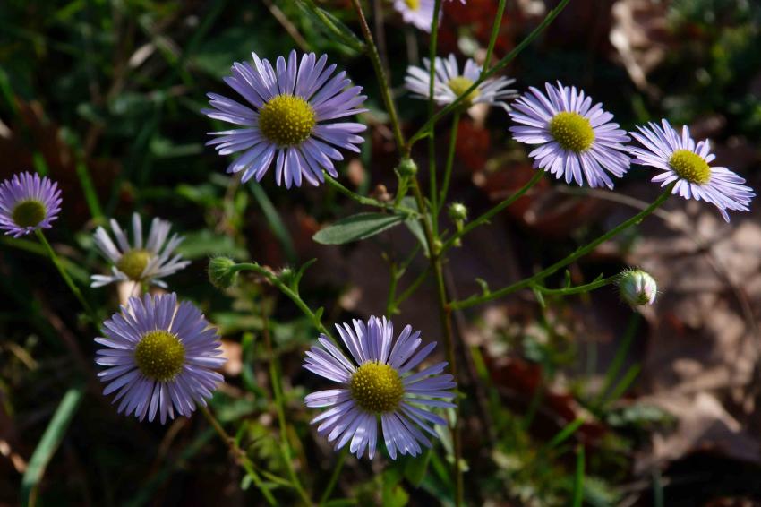 Paquerettes d'Automne 