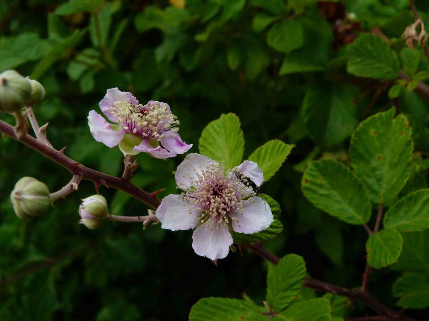 Fleurs de la ronce sauvage ...