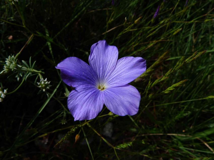 fleur de lin sauvage 