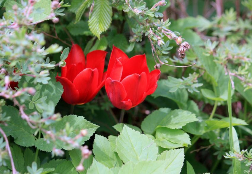 Annevoie : son chteau, ses jardins, ses costums 