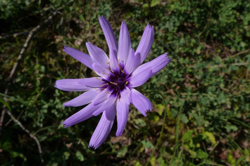 La catananche Bleue 