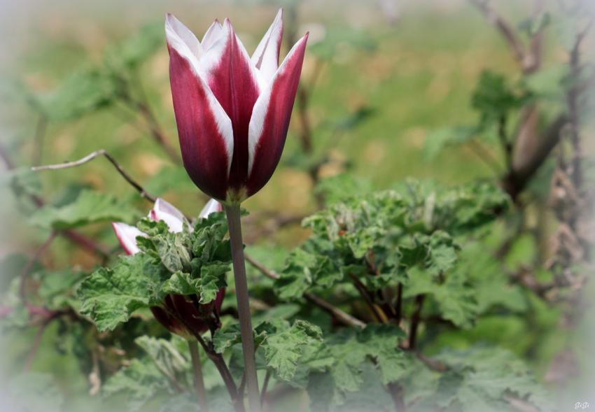 Annevoie : son chteau, ses jardins, ses costums 