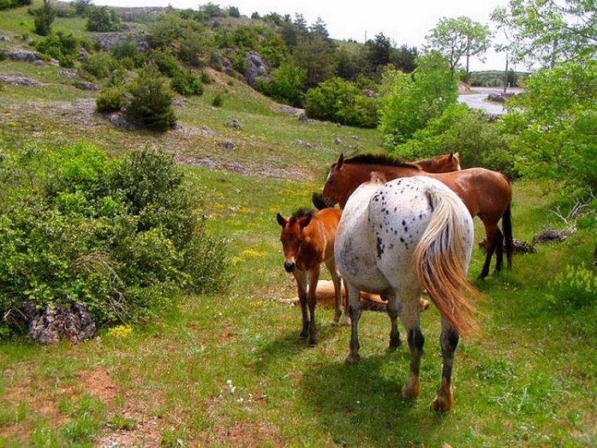 chevaux dans un  pre