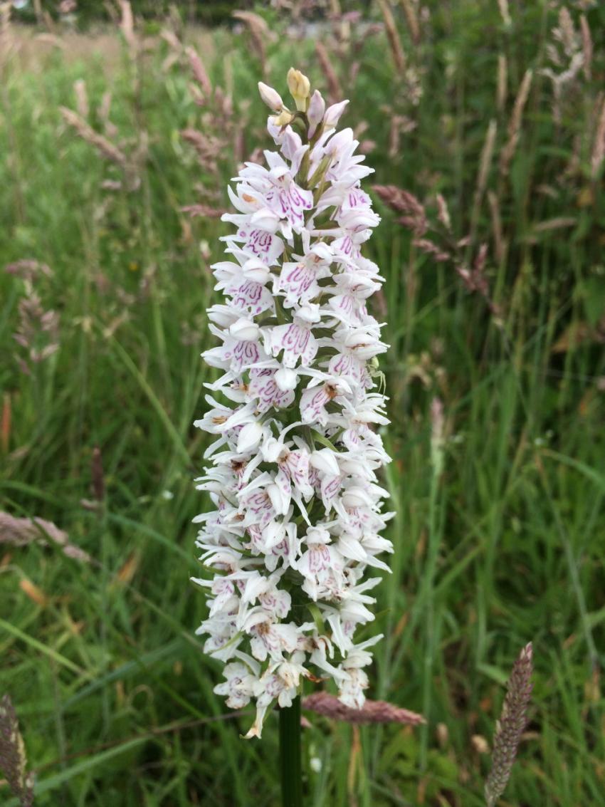 Orchis tachet