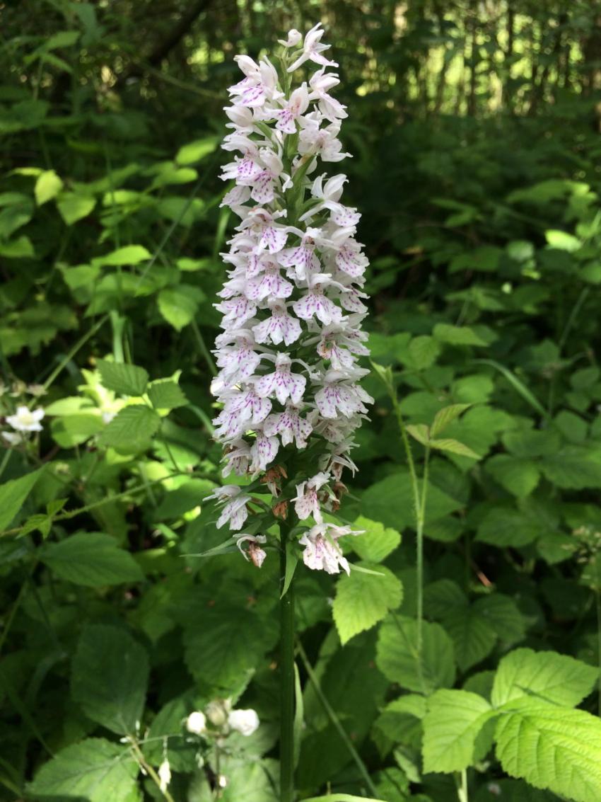 Orchis tachet