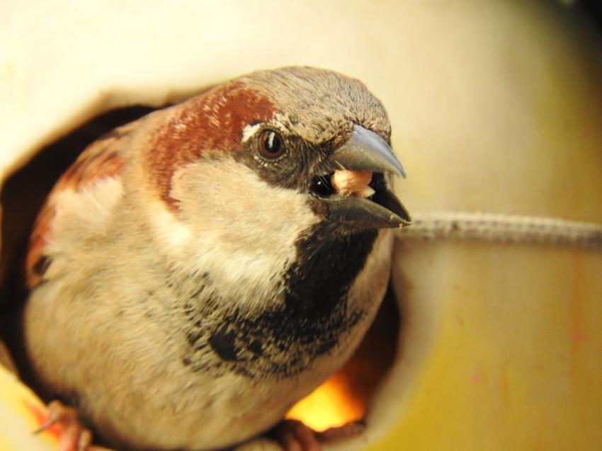 moineau