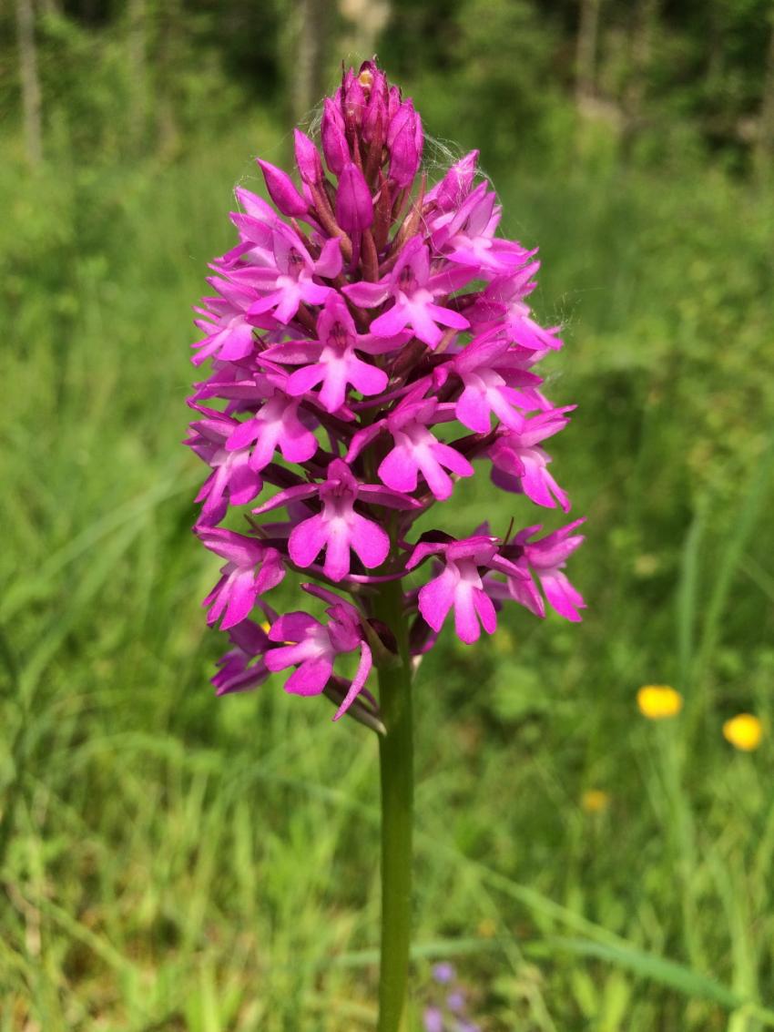 Anacamptis pyramidalis