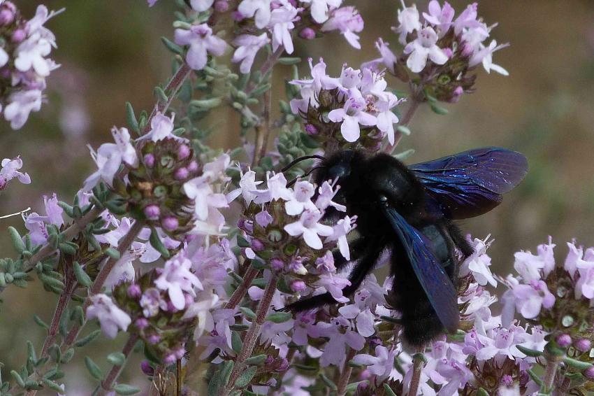 fleurs de thym visite par un 