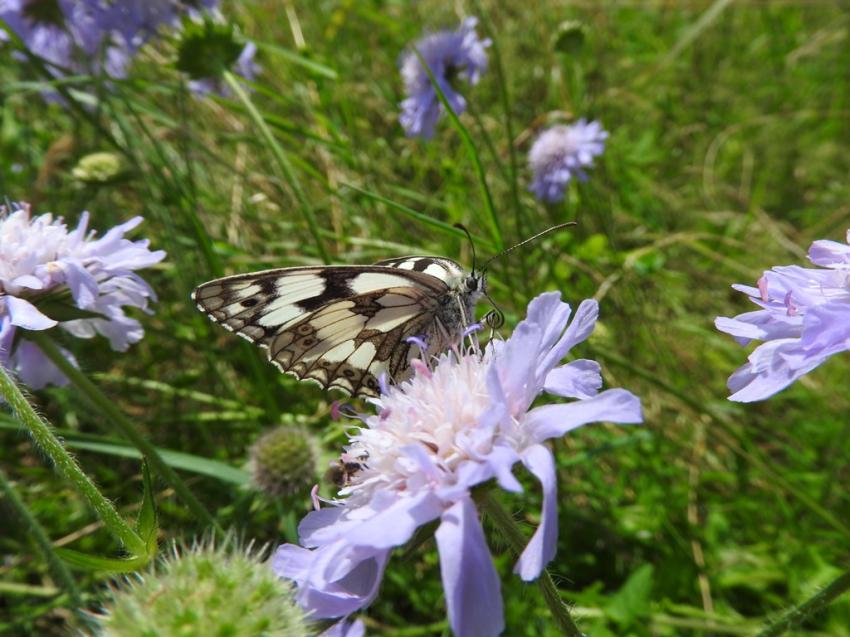 papillon